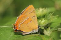 Thecla betulae