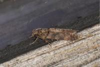 Teleiopsis diffinis