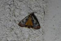 Epilecta linogrisea