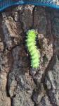 Saturnia pyri