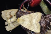Cosmia trapezina