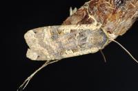 Noctua pronuba