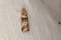 Acrobasis tumidana