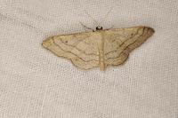 Idaea aversata
