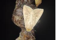 Mythimna ferrago