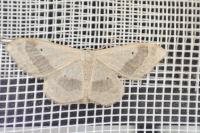 Idaea aversata