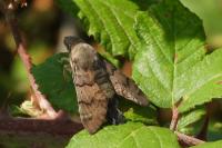 Macroglossum stellatarum