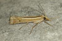 Ancylolomia tentaculella