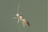 Paraswammerdamia albicapitella