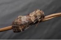 Cymatophorina diluta