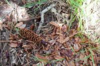 Sciurus vulgaris