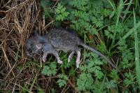 Rattus norvegicus