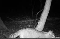 Felis silvestris