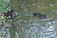 Myocastor coypus
