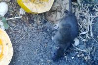 Rattus norvegicus