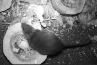 Rattus norvegicus