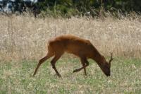 Capreolus capreolus