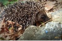 Erinaceus europaeus