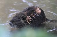 Myocastor coypus