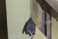 Rhinolophus ferrumequinum