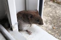 Clethrionomys glareolus
