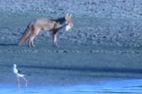 Vulpes vulpes