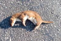 Mustela nivalis