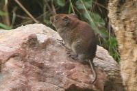 Clethrionomys glareolus