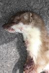 Mustela erminea