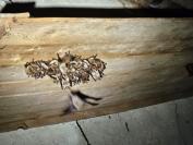 Myotis emarginatus