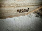 Myotis emarginatus