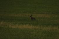 Lepus europaeus