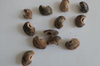Apodemus sylvaticus