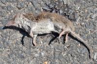 Sorex