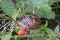 Cornu aspersum