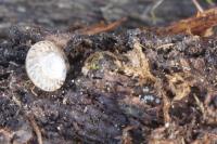 Xeroplexa intersecta