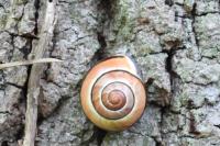 Cepaea nemoralis
