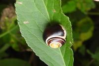 Cepaea hortensis