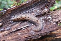 Limax maximus