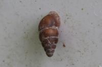 Merdigera obscura