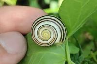 Cepaea
