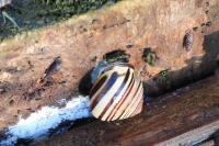 Cepaea nemoralis