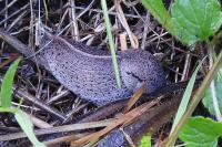 Tandonia rustica