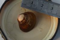 Corbicula
