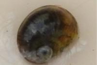 Theodoxus fluviatilis