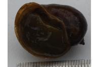 Radix auricularia