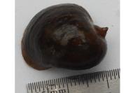Radix auricularia
