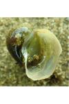 Radix auricularia