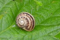 Cornu aspersum
