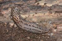 Limax maximus